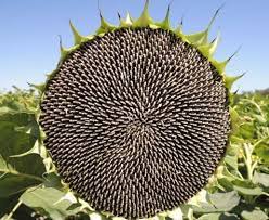 بذور دوار الشمس